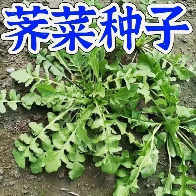 农家大叶荠菜种子四季正宗鸡脚野生荠菜食用盆栽荠菜各种菜种子