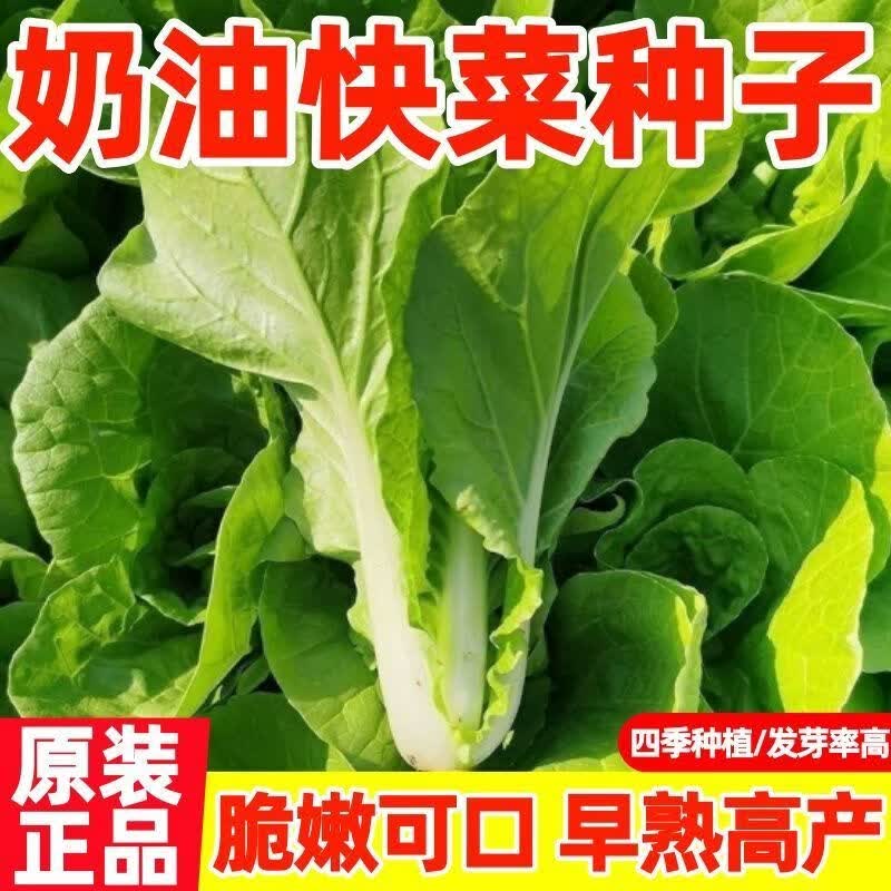 四季快菜种子奶油小白菜生吃新鲜小白菜爽口农家小白菜种子大全