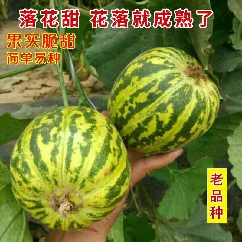 落花甜甜瓜种子香瓜种籽早熟味甜高糖四季庭院阳台盆栽水果种子籽