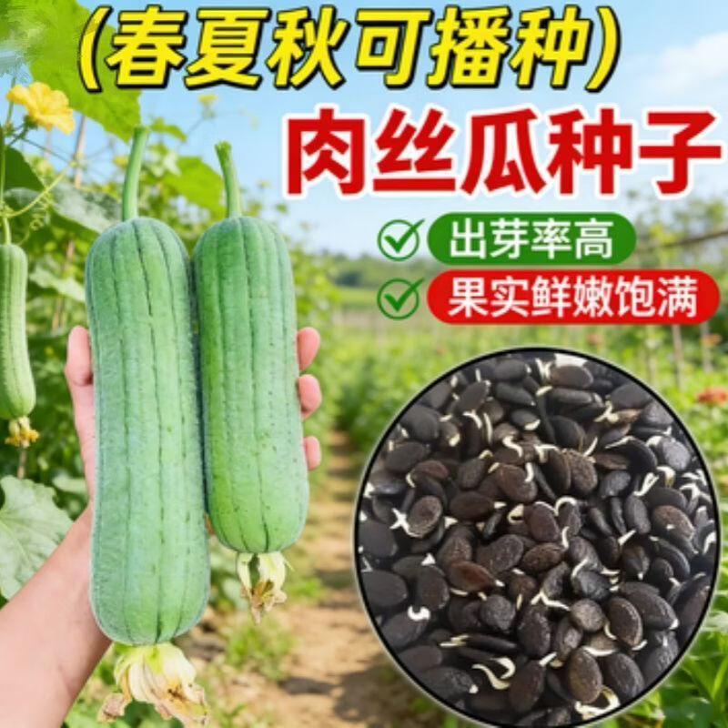 大肉丝瓜种子秋季春夏耐热高产四季菜瓜种籽庭院爬藤蔬菜种孑