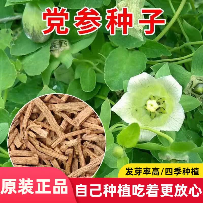 党参种子材种籽多年生春秋播种阳台盆栽春季白条籽