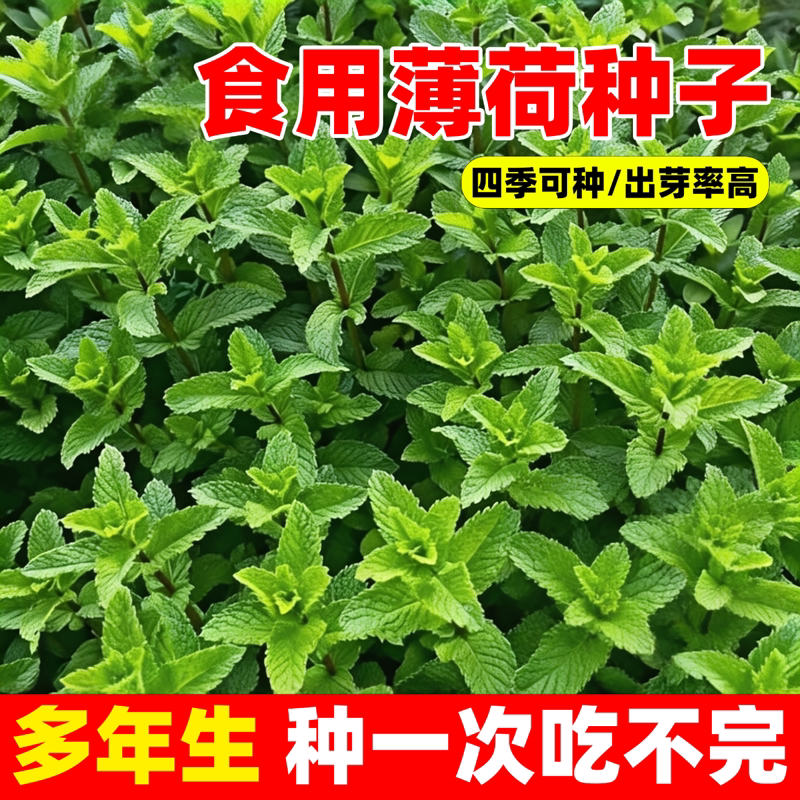 可食用薄荷种子驱蚊虫植物花草种子耐热花卉四季阳台盆栽猫薄荷种