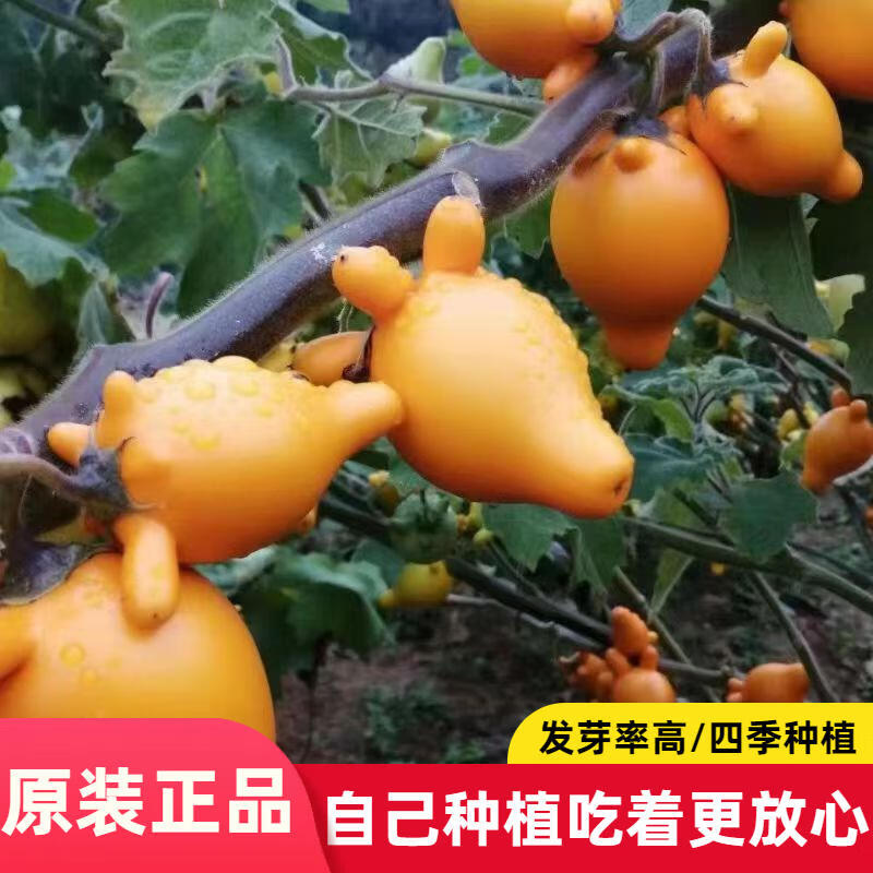 金银茄种子乳茄种子五指茄种籽观赏盆栽五代同堂果春季籽