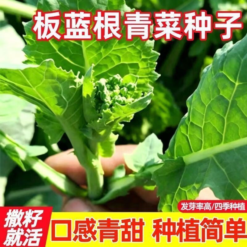 板蓝根青菜种子多茬采收油菜心种籽青菜苔蔬菜阳台盆栽好