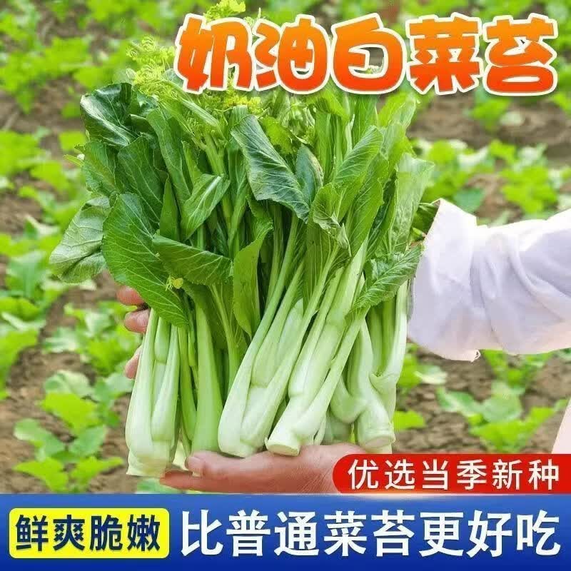 白菜苔种子耐高温耐热耐寒田园庭院春夏秋四季种植蔬菜小白菜菜心