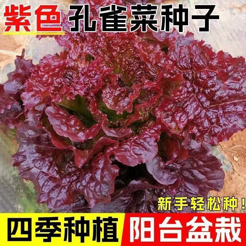 正宗紫孔雀菜种子紫罗马生菜包心生菜种籽四季种蔬菜种子紫生菜