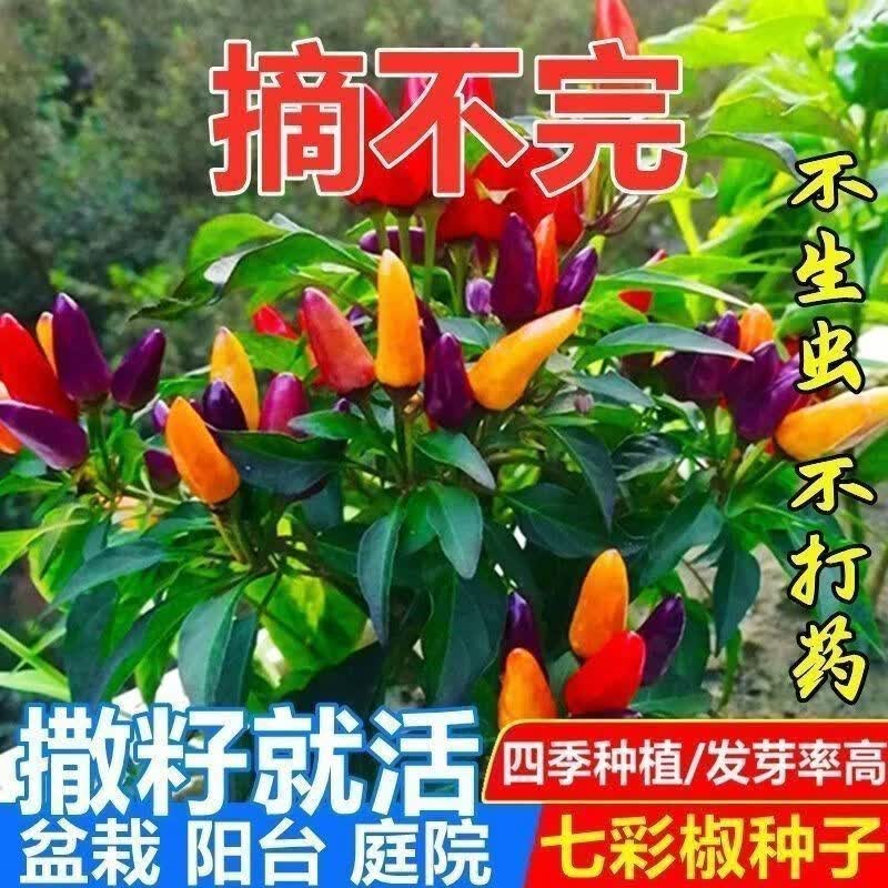 七彩椒种子四季播种朝天椒辣椒种子高产辣椒籽种蔬菜种子