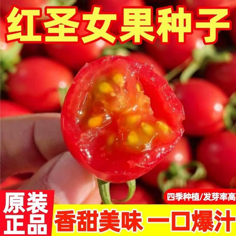 红圣女果种子超甜爆千禧小番茄阳台盆栽庭院高产水果蔬菜种子大全