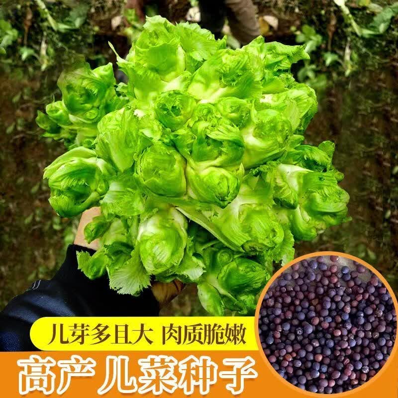 四川儿菜种子种籽芥菜种四季菜种娃娃菜蔬菜抱儿菜孑菜籽秋季早熟