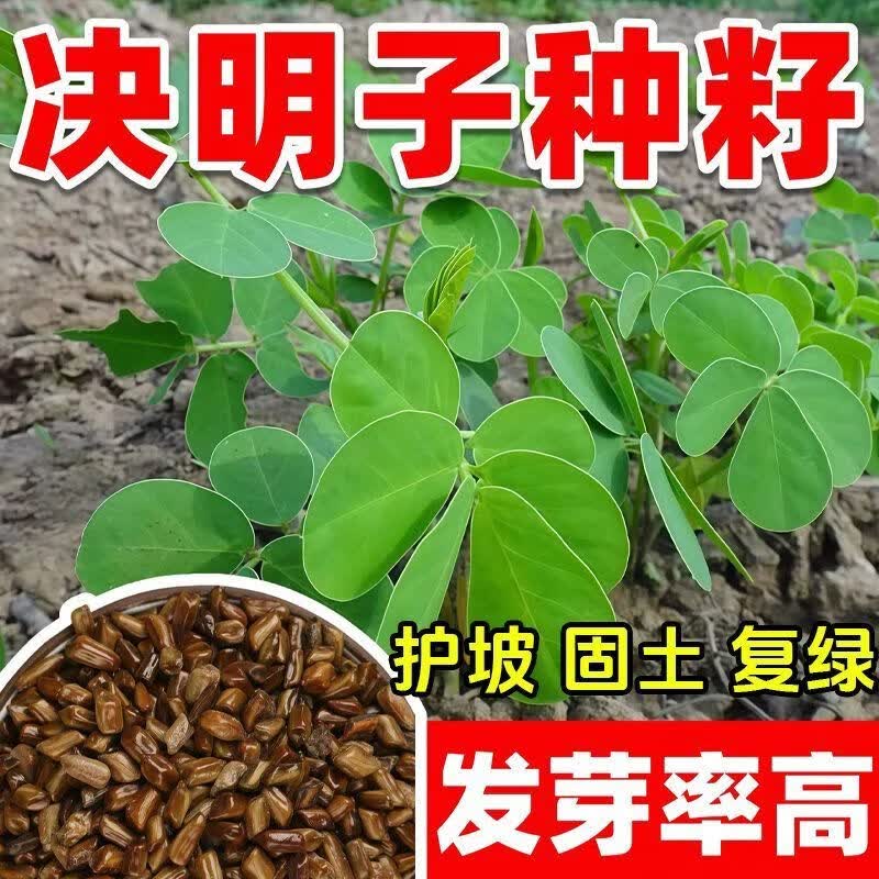 决明子种子野生灌木草本正宗决明子阳台盆栽可食用决明子种子耐寒