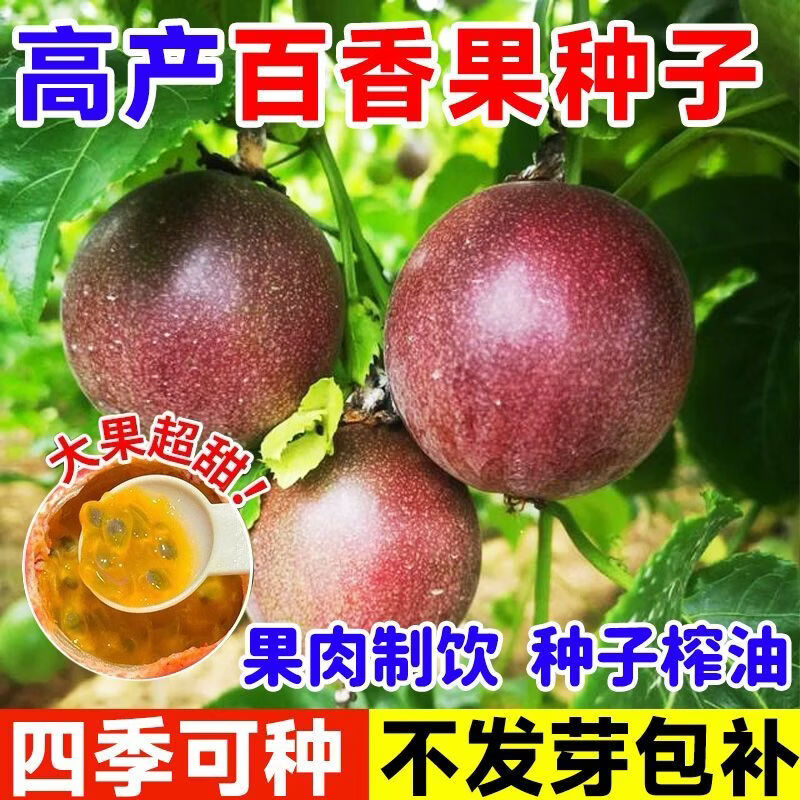 百香果种子紫皮百香果大果四季春秋种植水果百香果庭院爬藤树种籽