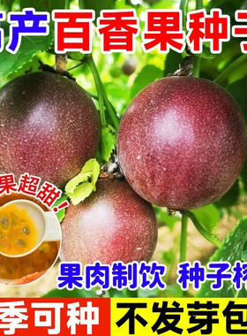 百香果种子紫皮百香果大果四季春秋种植水果百香果庭院爬藤树种籽