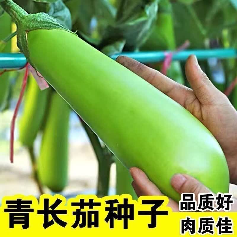 青长茄种子高产绿茄子绿把长茄子种子四季播种农家绿皮春季秋季