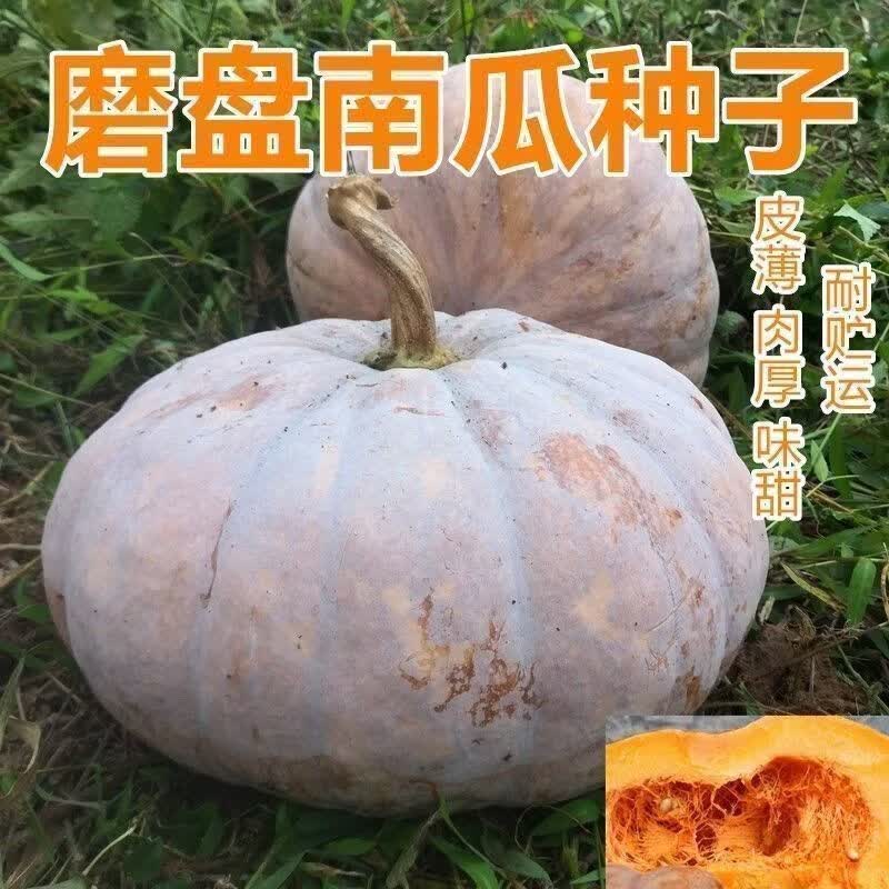 磨盘大南瓜种子巨型特甜面大南瓜种籽高产味甜面高产南瓜蔬菜种
