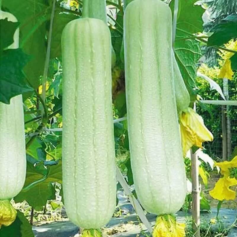 牛奶白丝瓜种子早熟当季奶油肉丝瓜种籽东北华北夏秋季南方四季种