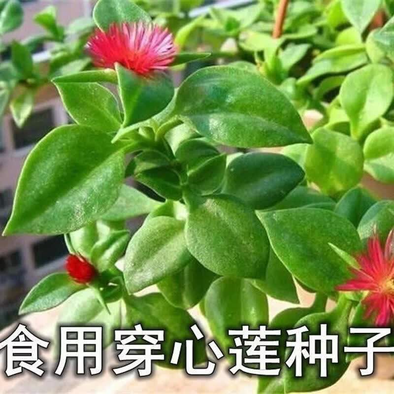 穿心莲种子可食用特色菜保健菜四季种植庭院阳台盆栽菜园蔬菜种子