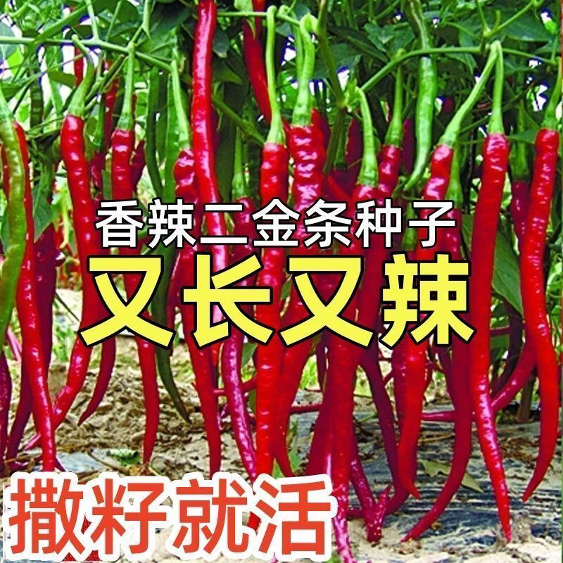 香辣长线辣椒种籽二荆条8819线椒种子春秋种植早熟农家自种辣椒籽
