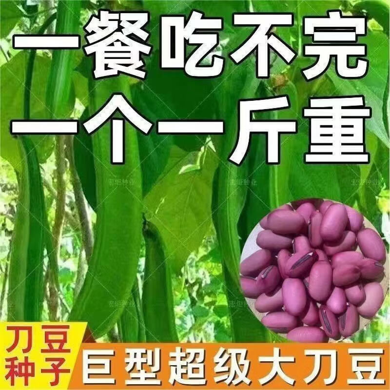 刀豆种子大红刀豆巨型大豆角种籽巴西刀豆四季爬藤蔬菜菜豆角种子