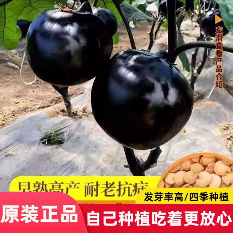 黑帅圆茄种子特大圆茄种籽庭院大田盆栽阳台春秋播种茄子蔬菜种籽