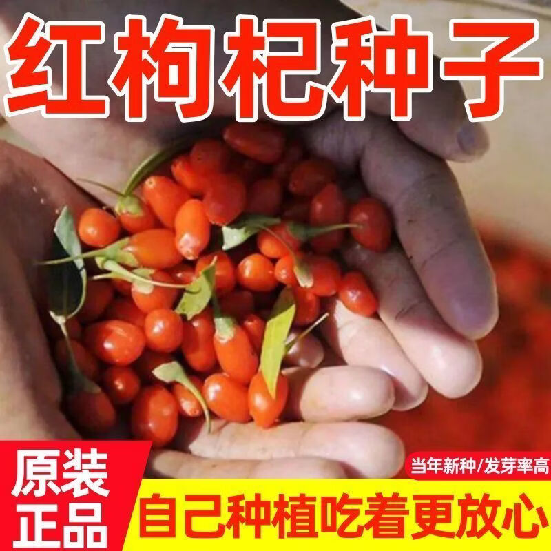 正宗枸杞种子红枸杞种籽春四季蔬菜苗阳台盆栽庭院