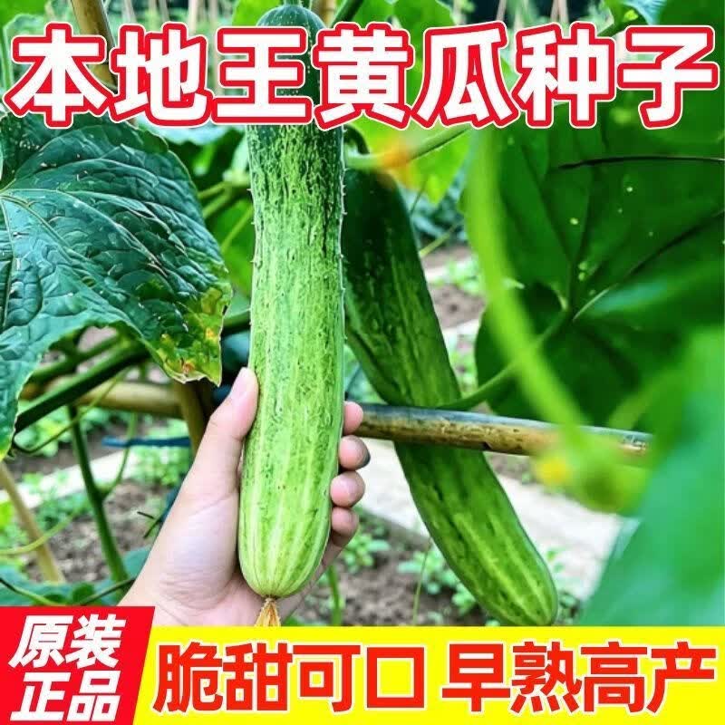 早熟黄瓜种子本地王黄瓜老品种旱黄瓜大黄瓜非转基因可留种春秋播