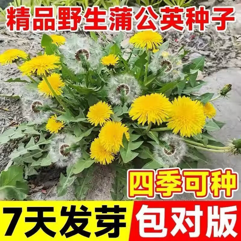 蒲公英种子野菜婆婆种植食用四季播种多年生种籽高产蔬菜种子