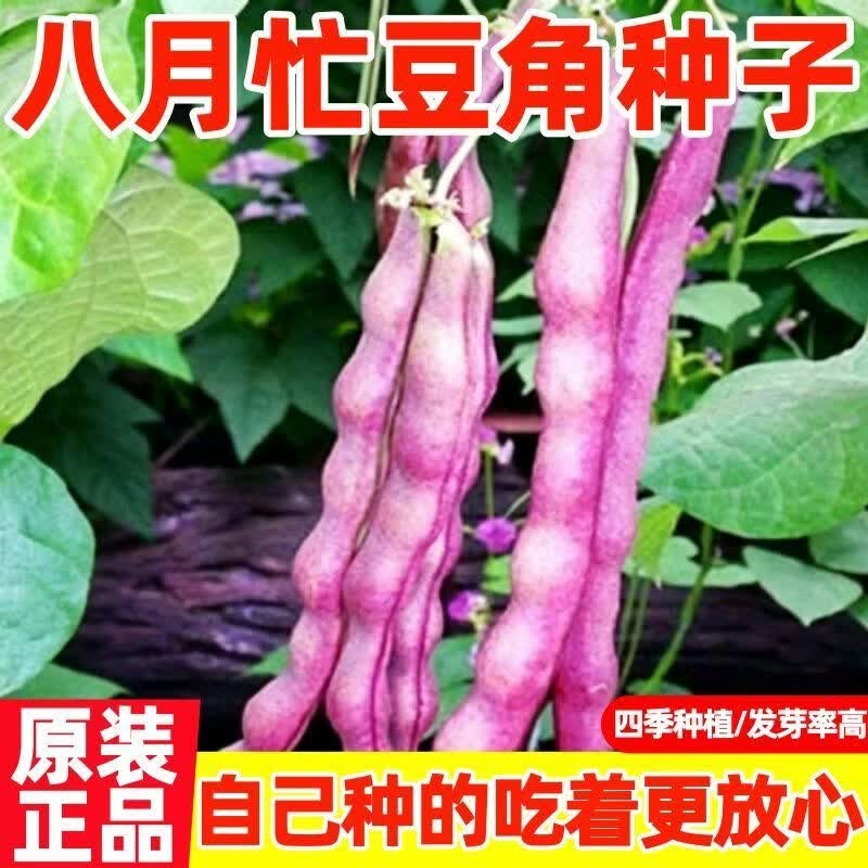 无筋高产八月忙冻死鬼豆角耐热豆角耐寒四季田园庭院豆角蔬菜种子