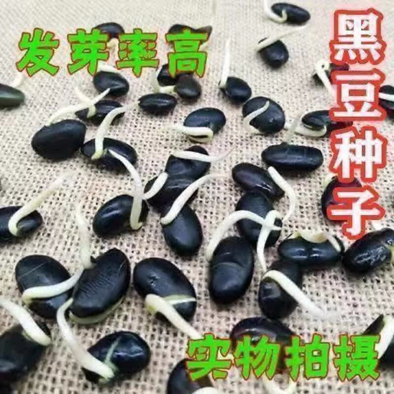 金刚黑豆种子千斤王绿心黑豆种子特大粒高产早熟矮杆大豆种籽