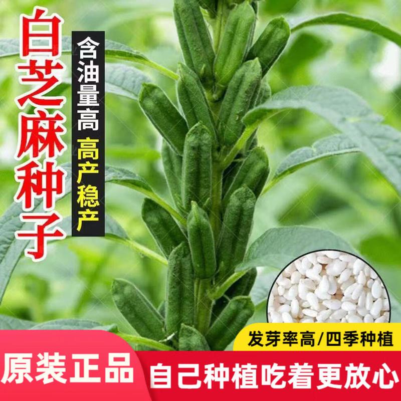 白芝麻种子耐高温高产黑芝麻种籽早熟蔬菜种孑大全