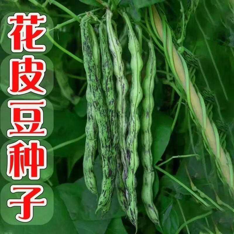 早熟花皮豆角种子无筋架豆四季豆花皮豆角种子高产无筋蔬菜种子