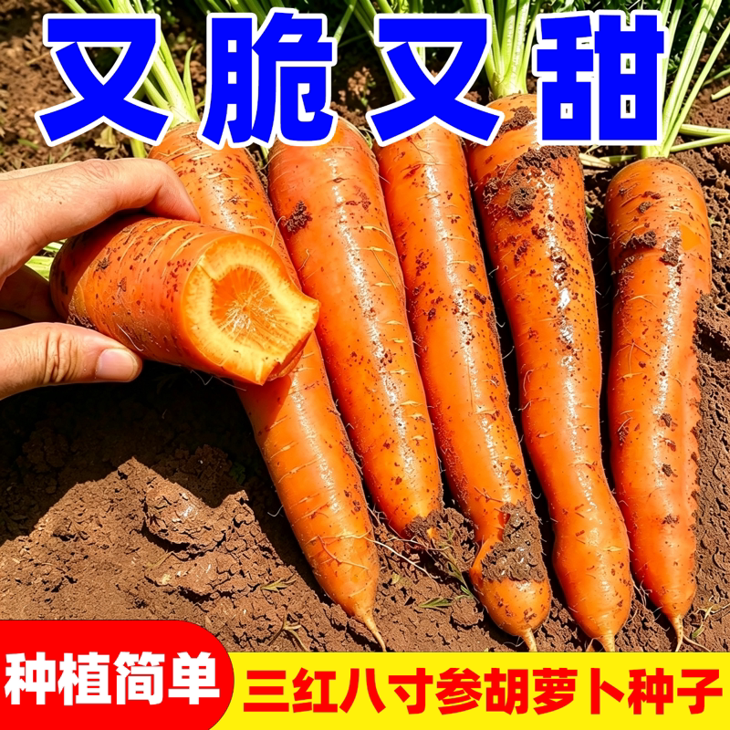 八寸参三红胡萝卜种子蔬菜红萝卜菜籽脆甜春秋田园蔬菜种籽