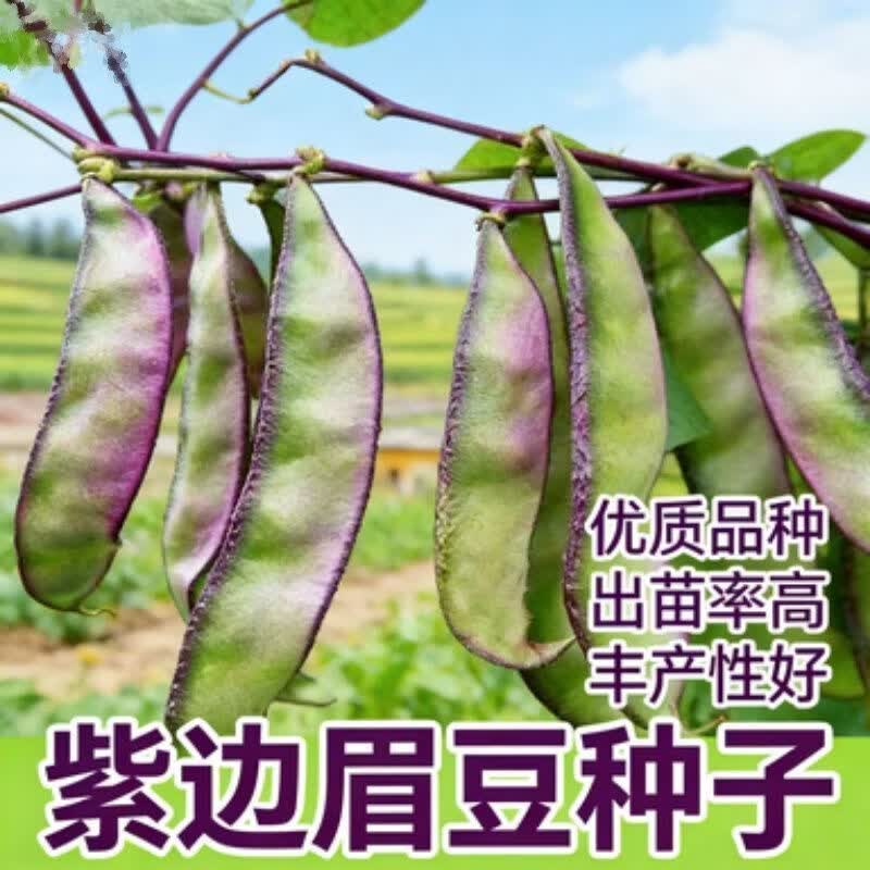 紫边眉豆种子猪耳朵红边扁豆厚肉四季老品种早熟眉豆种子蔬菜大全