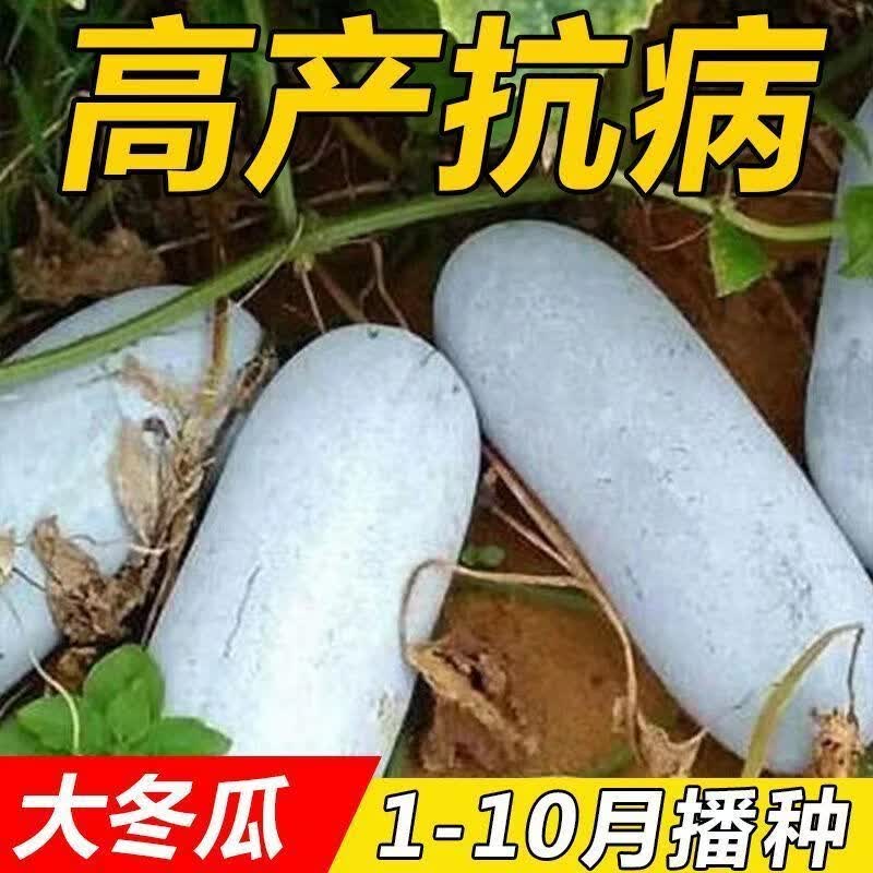 粉皮大冬瓜种子白皮冬瓜早熟高产大冬瓜种子大田家庭四季蔬菜种子