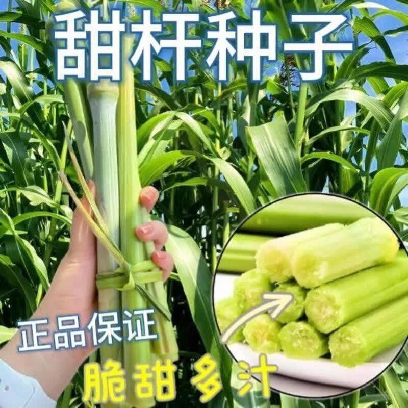 冰糖甜杆种子超甜新鲜甘蔗种子甜高粱种子老品种高糖甜杆