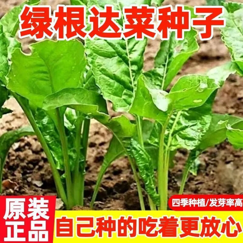 根达菜种子籽耐热耐寒盆栽君子菜春秋四季庭院冬季蔬菜种子大全