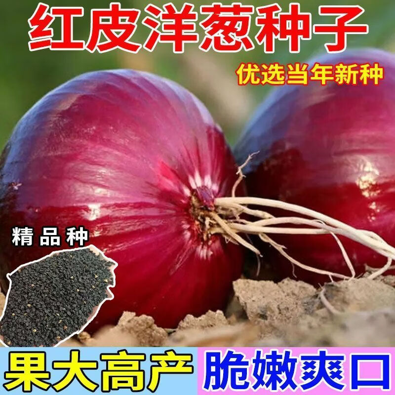红皮洋葱种子球形早熟特大紫皮圆葱种籽耐热四季可种新鲜蔬菜种子