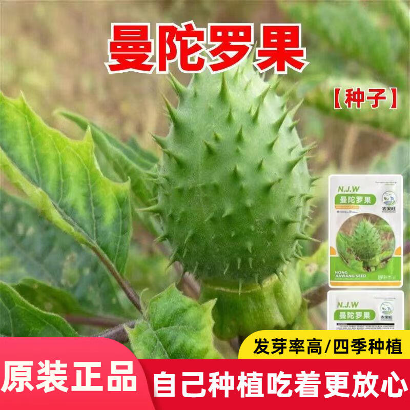 果种子庭院花卉盆栽家庭阳台种植花草花海草花花种子