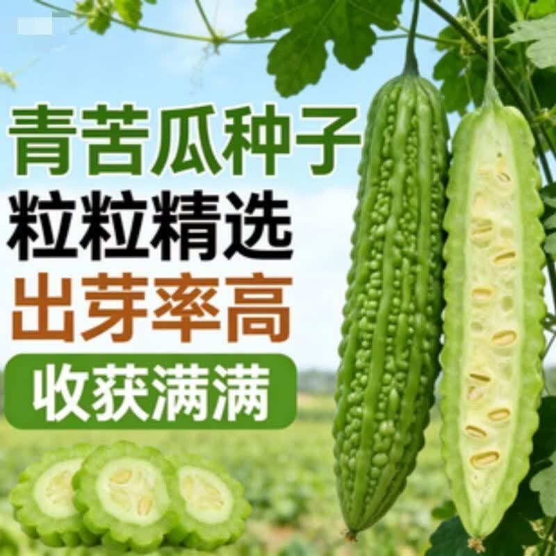 青苦瓜种子本地刺苦瓜种子春夏刺苦瓜种子凉瓜种脆爽蔬菜种子
