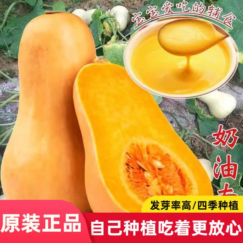 奶油南瓜种子春季秋季香芋蜜本甜糯红甜栗板栗南瓜品种大全