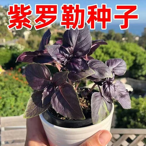罗勒种子九层塔金不换家庭园艺阳台种菜庭院楼顶蔬菜紫罗勒种籽