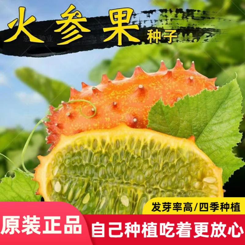 火参果种子刺角瓜火星果海参果种籽庭院春季特色水果种子大全