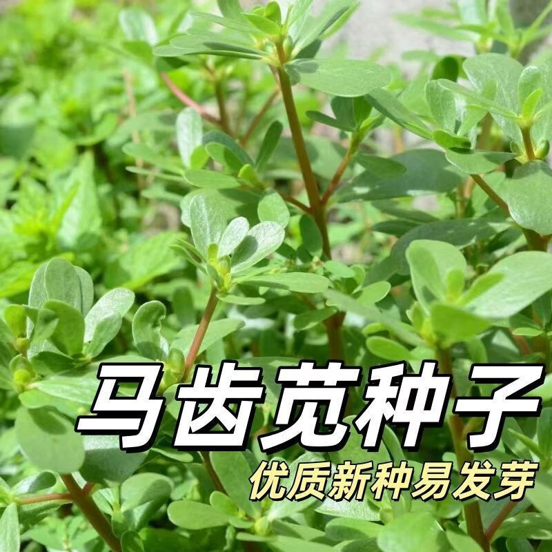 马齿苋种子新产野菜种子食用马齿菜籽长寿菜马齿笕籽庭院阳台种植