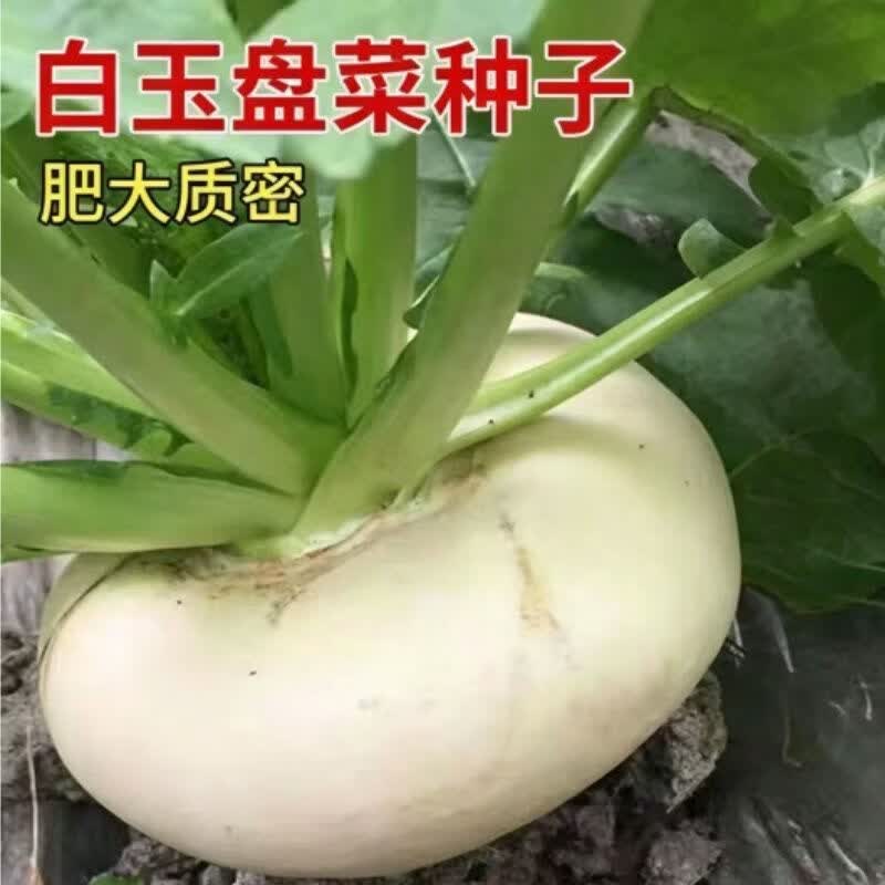 白玉盘菜种籽温州盘菜头可大头菜芥菜种子农家秋冬季种孑