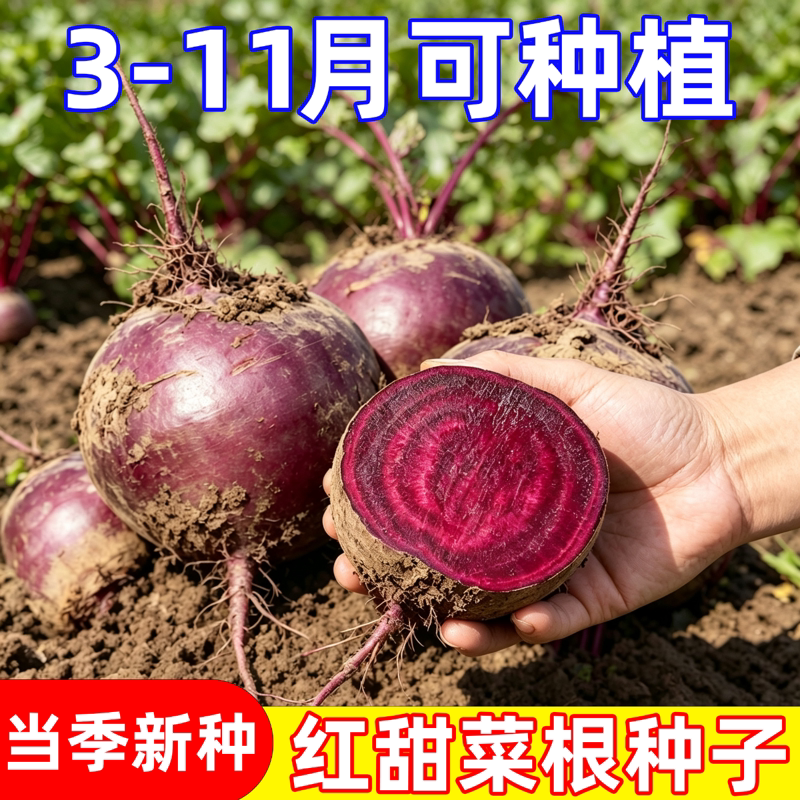 甜菜根种子紫菜头春秋播种高产甜菜种子含糖高四季蔬菜种籽红甜菜