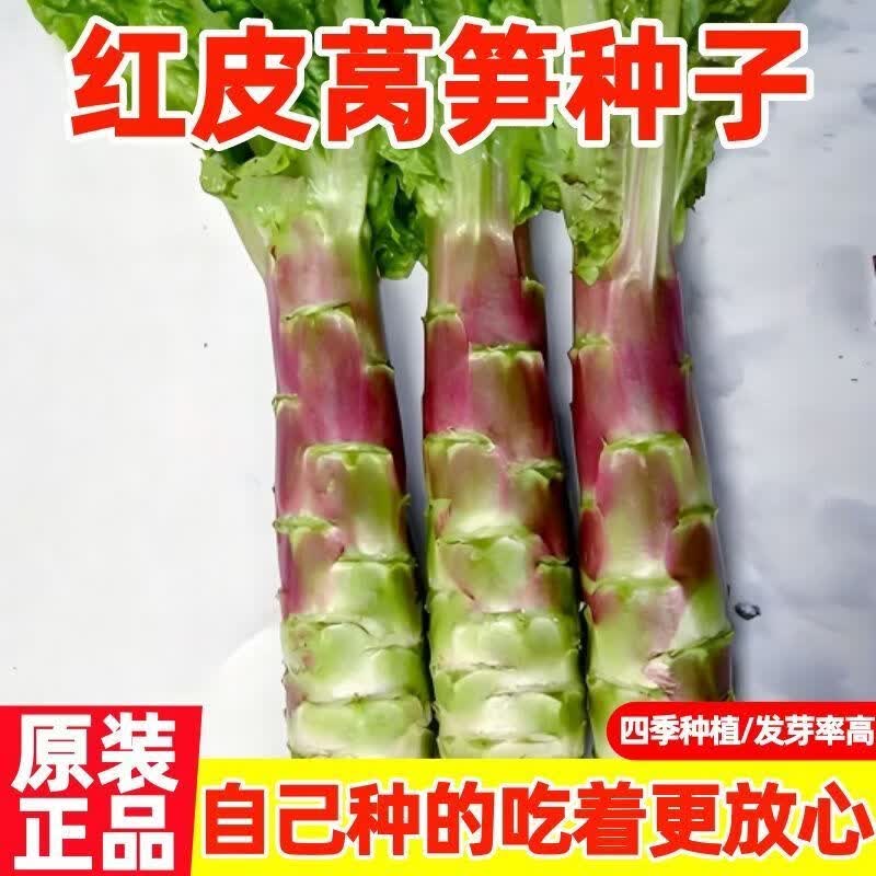 红皮莴笋种子特大高产红皮绿肉香莴苣种籽农家蔬菜种子春秋种植