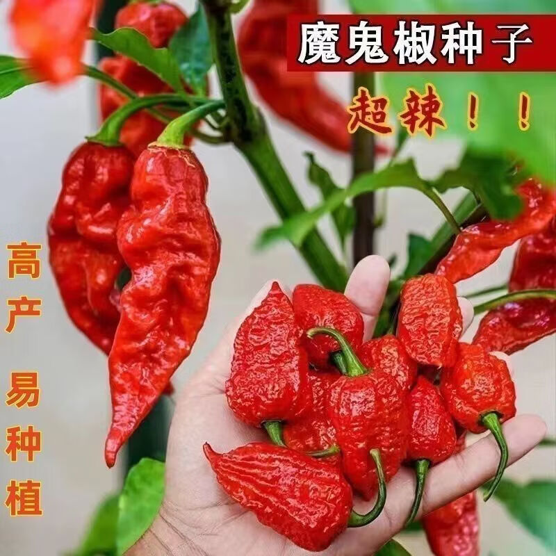 正宗超辣爆辣魔鬼椒种子新品高辣型灯笼椒菜园四季种魔鬼辣椒种子