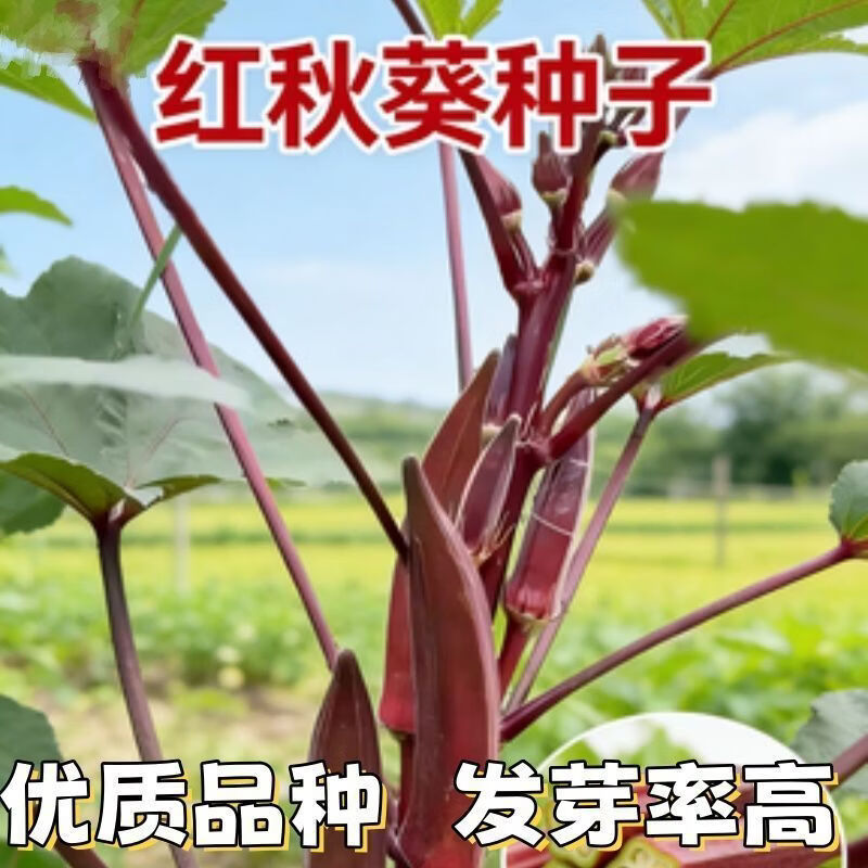 优质红秋葵种子水果秋葵高产阳台庭院四季盆栽蔬菜种子红秋葵种子