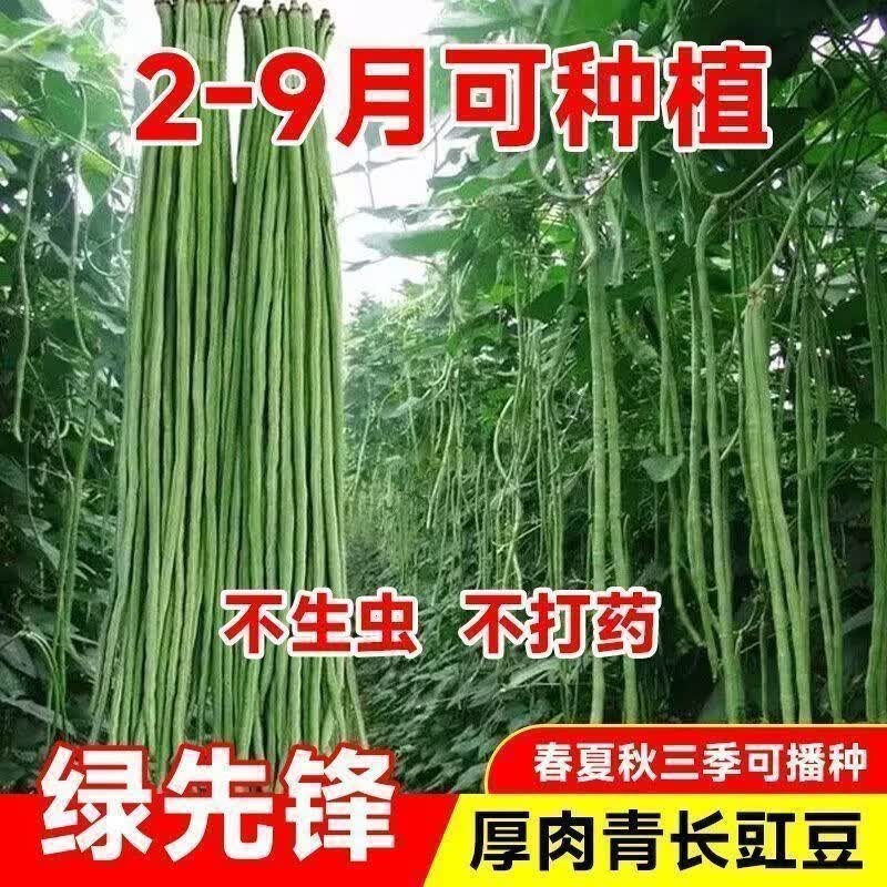 绿先锋青豆角种子特长豇豆翠绿色高产春秋播长豆角蔬菜种子豇豆