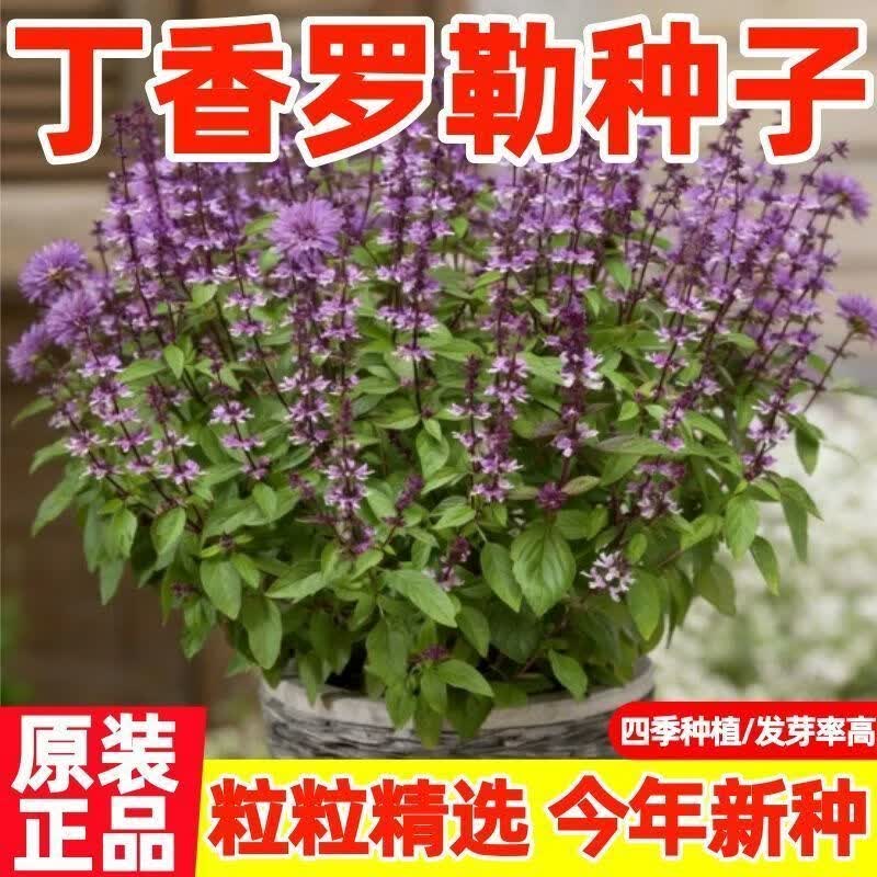 丁香罗勒种子九层塔臭草兰香丁香味浓速生易种阳台庭院调味香草籽