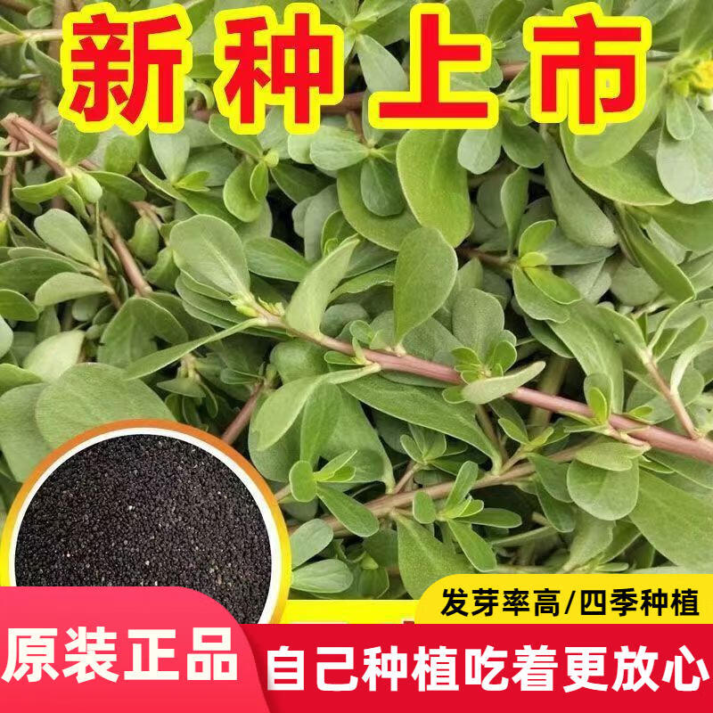 马齿苋种子农家野生长寿菜菜蚂蚱菜阳台盆栽食用春秋种籽